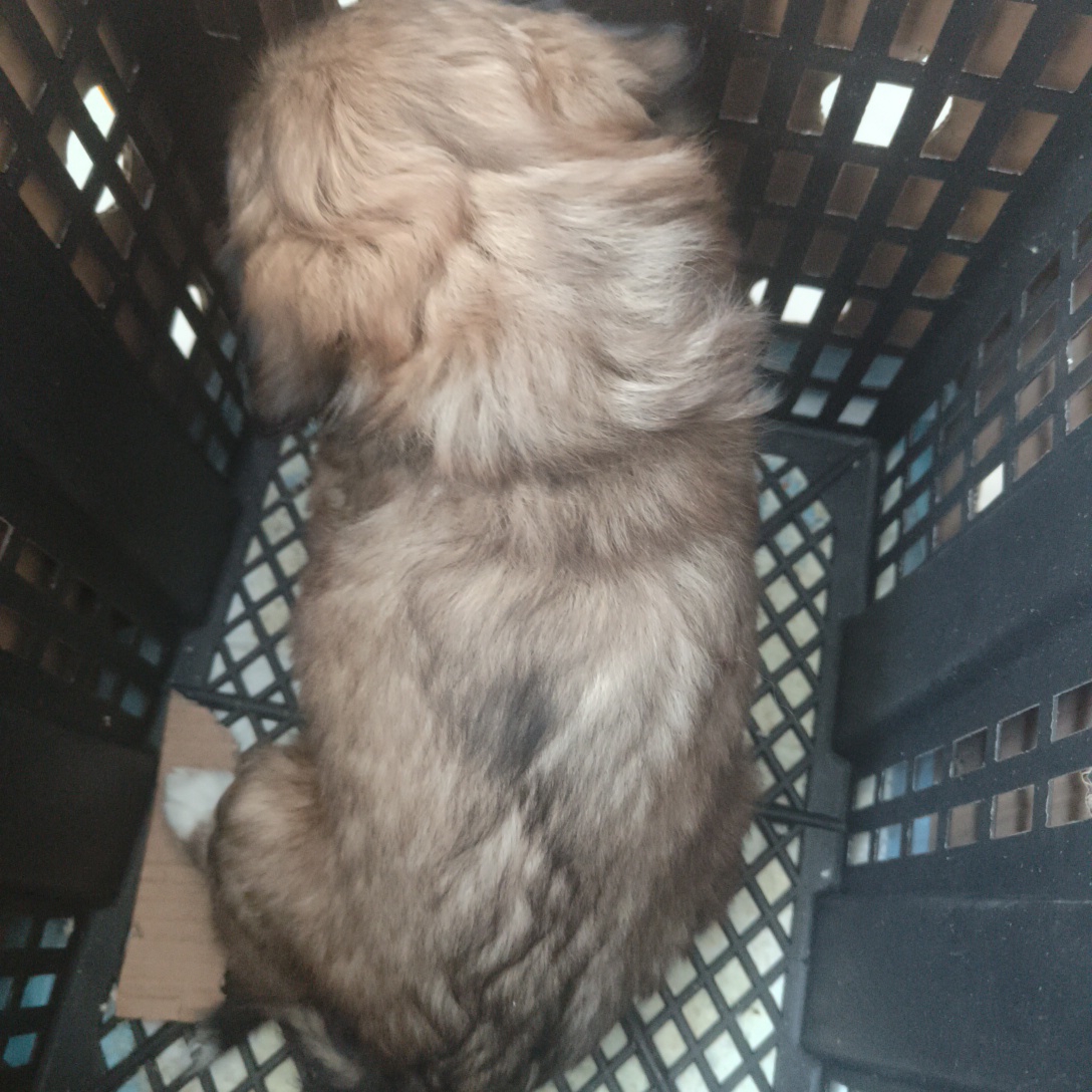 小乖乖中华田园犬一只